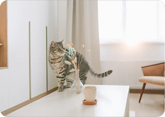 Reconoce a tu mascota